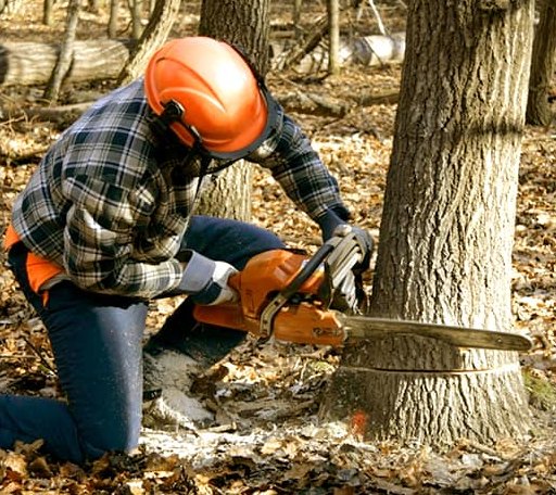 Tree Removal in Axton, VA